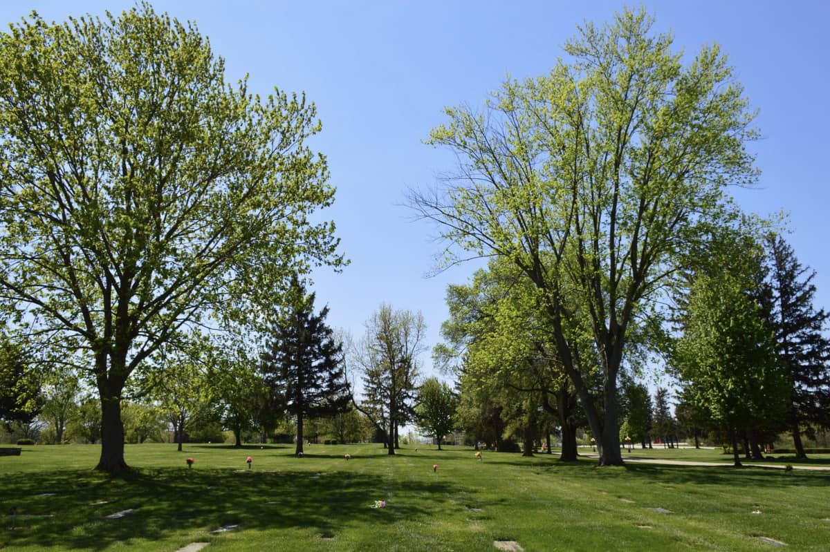 Trees in a cemetery