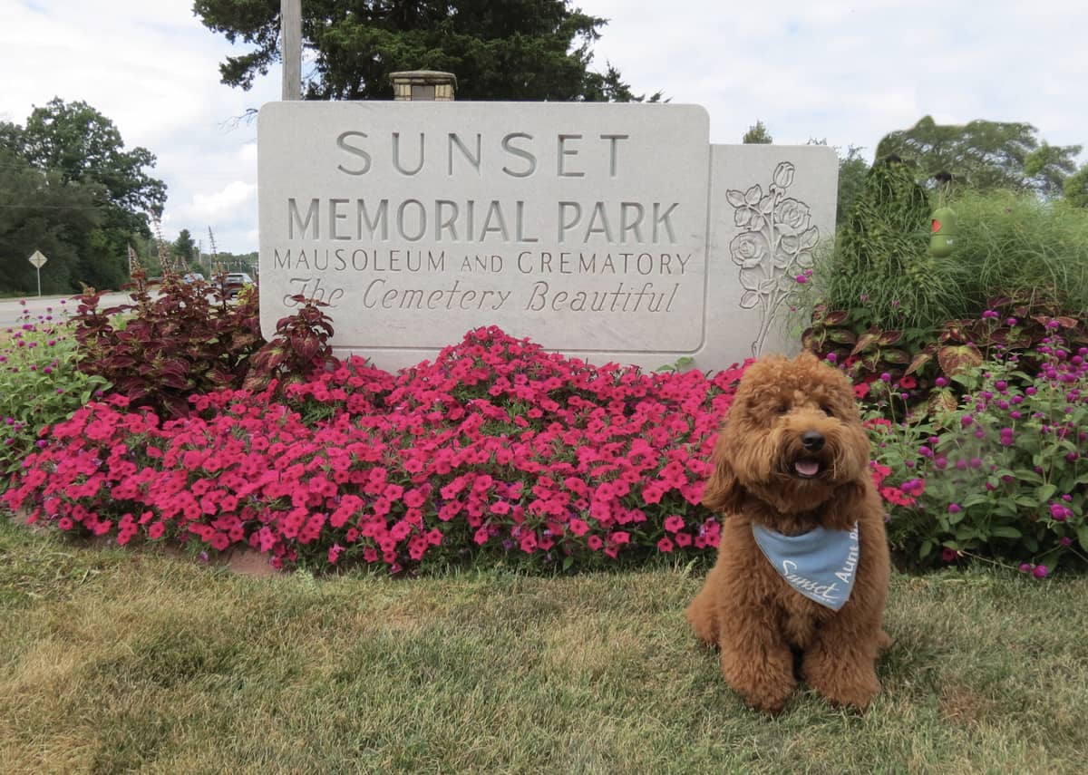 A dog in front of Sunset Memorial Park entrance
