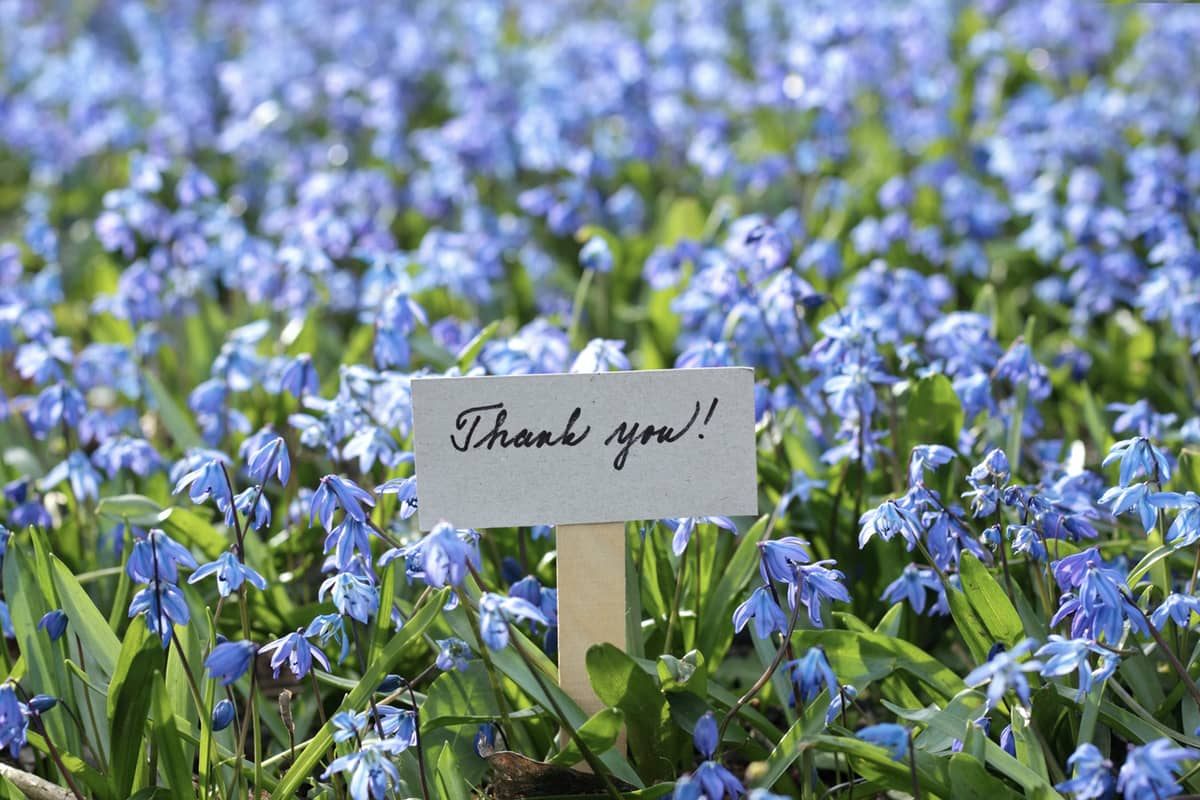 Field of flowers with a note that says "Thank you!!"
