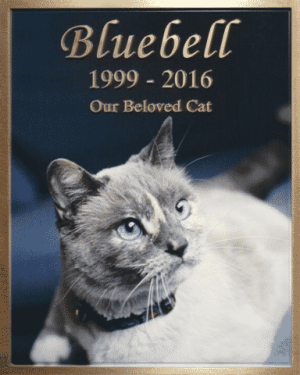 Bluebell Cat Pet Memoralization